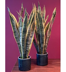 Sansevieria Paşa Kılıçı Bitkisi (Büyük Boy)